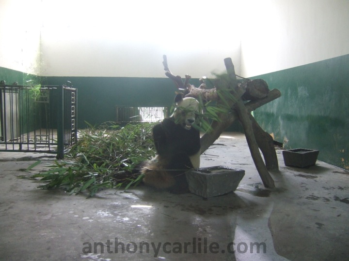 Anthony Carlile_114.jpg